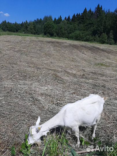 Козье молоко, творог, сыр в Подмосковье