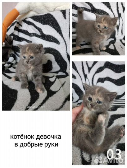 Котята в добрые руки