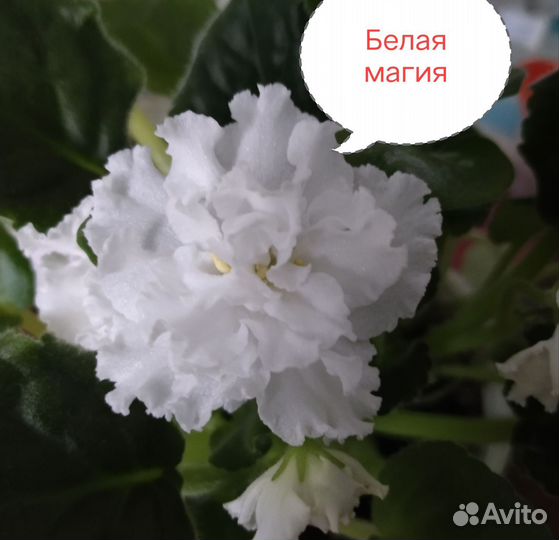 Фиалка в горшках 