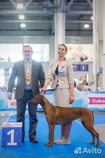 Профессиональный хендлер