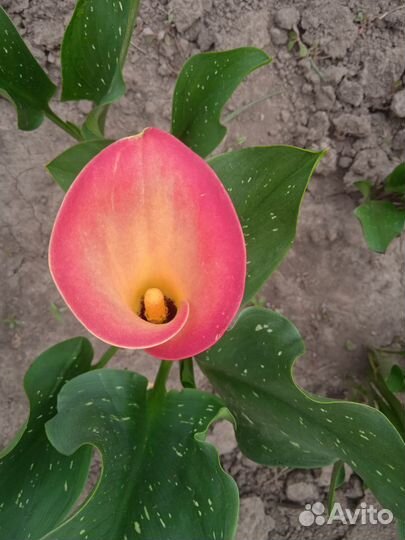 Каллы и лилии