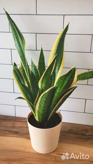 Сансевиерия сортовая Лауренти