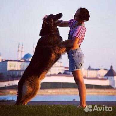Дрессировка собак и обучение хозяев