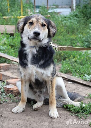 Каспер ищет дом