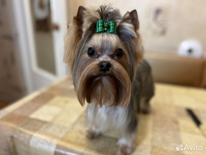 Груминг животных