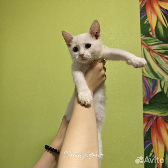 Котенок Ангел