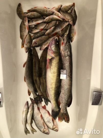 Рыболовная суперснасть Балда «Люми V3.0»