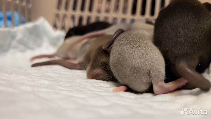 Крысята Бурмиз, Голубые, Чёрные Крыса Дамбо