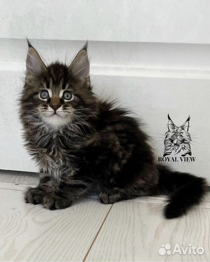 Котята мейн-кун