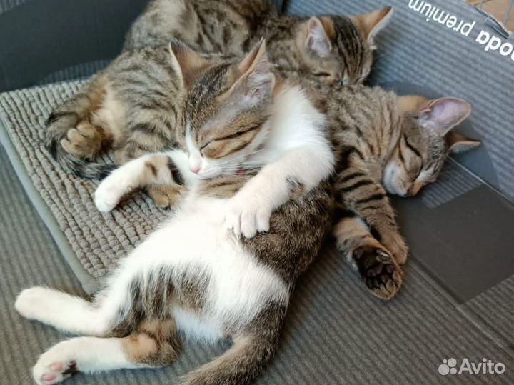 Пираты Балтийского моря (котята, 3 месяца)