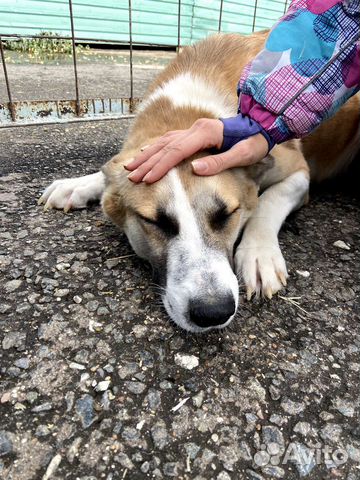Собаке страшно в приюте