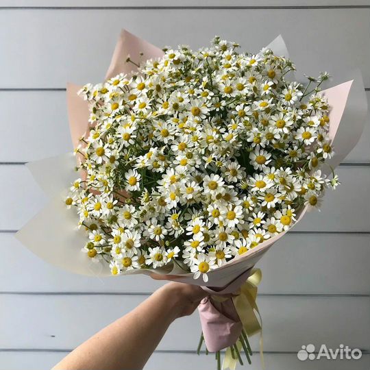 Ромашки цветы букеты/ матриакария/день матери