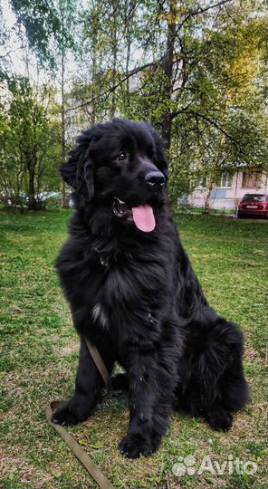 Выгул собак