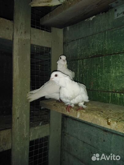 Голуби турмана