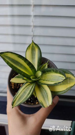 Сансевиерия Ханни фаворит