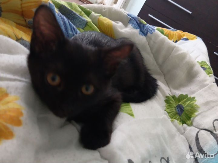 Отдам кошечку в хорошие руки