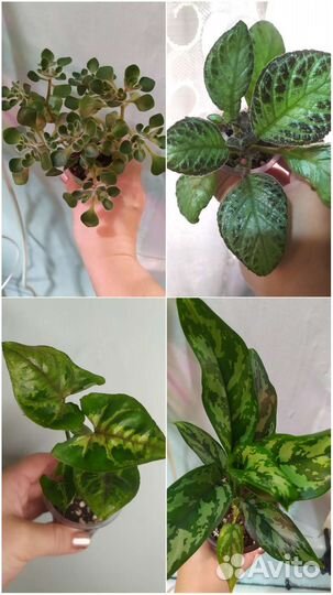 Комнатные растения цветы