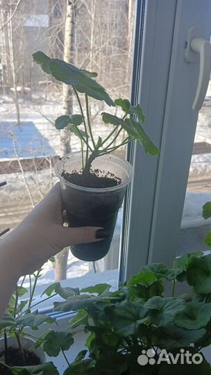 Герань пеларгония