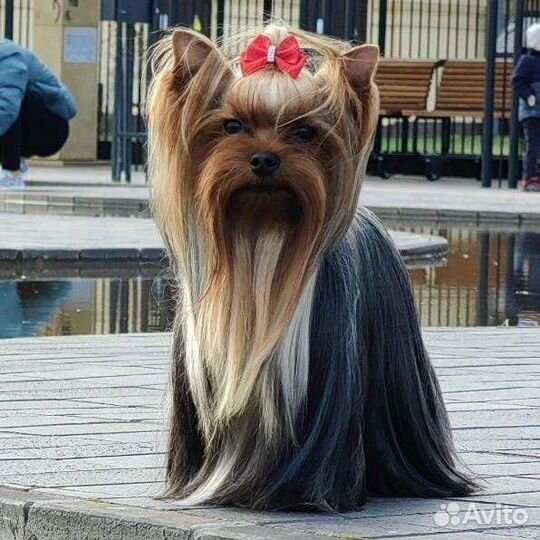 Красавчик, вязка