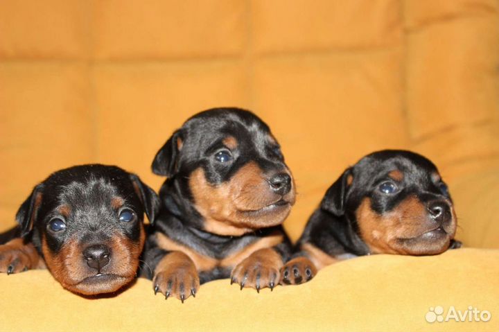 Отличные щенки цвергпинчера