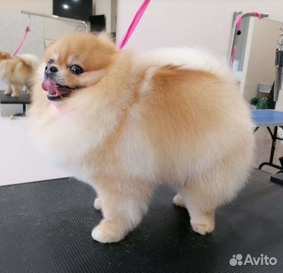 Грумер стрижка собак