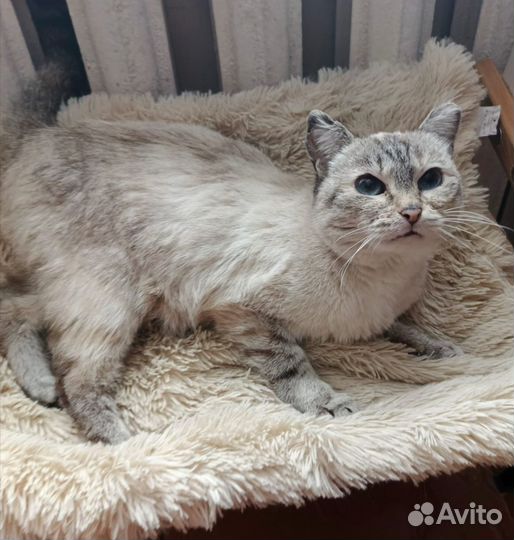 Кошечка стерилизованая