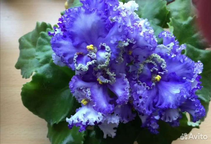 Листы фиалок свежий срез