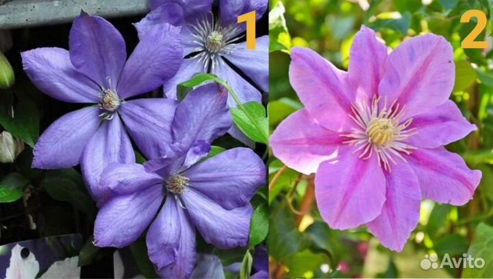 Клематисы 2