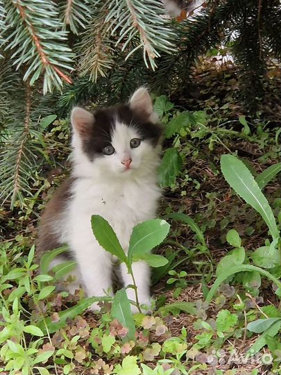 Кошки в добрые руки