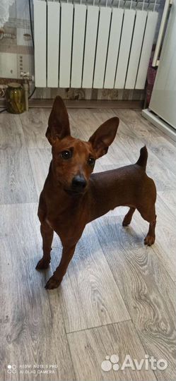 Щенки цвергпинчера