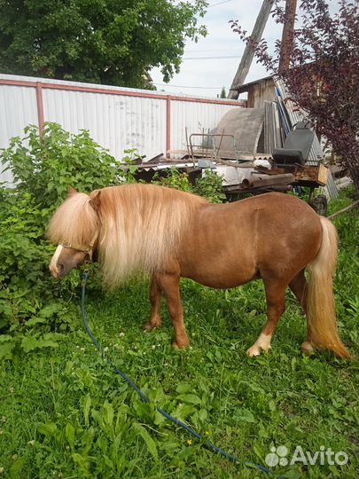 Пони, ослица