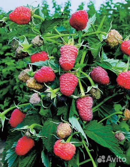 Элитный сорт, малина Таруса, зкс