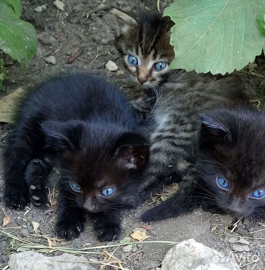 Котята в добрые руки