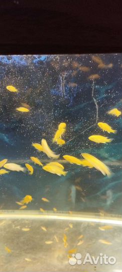 Мальки цихлид Елоу и Голубая зебра