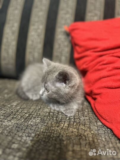 Шотландский котенок