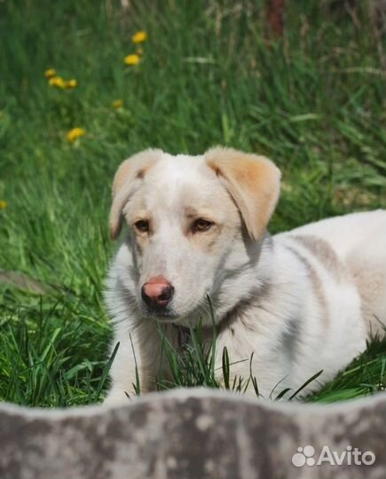 Девочка ищет дом