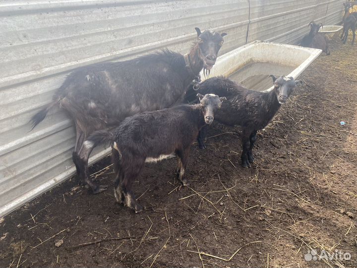 Сельхозживотные