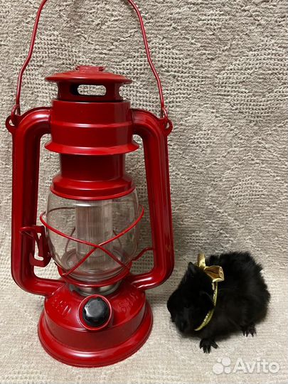 Морская свинка