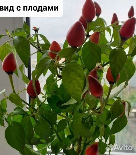 Перец комнатный острый
