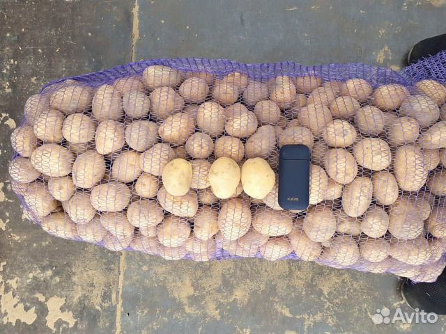 Продам картофель сорт Гала