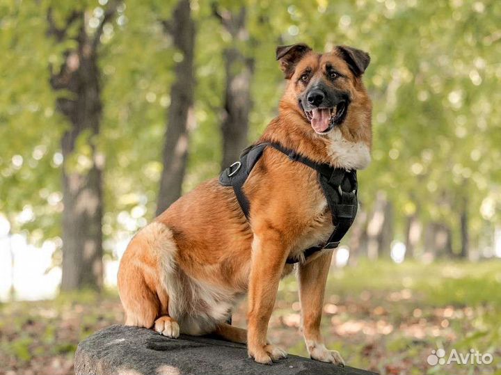 Метис овчарки в добрые руки