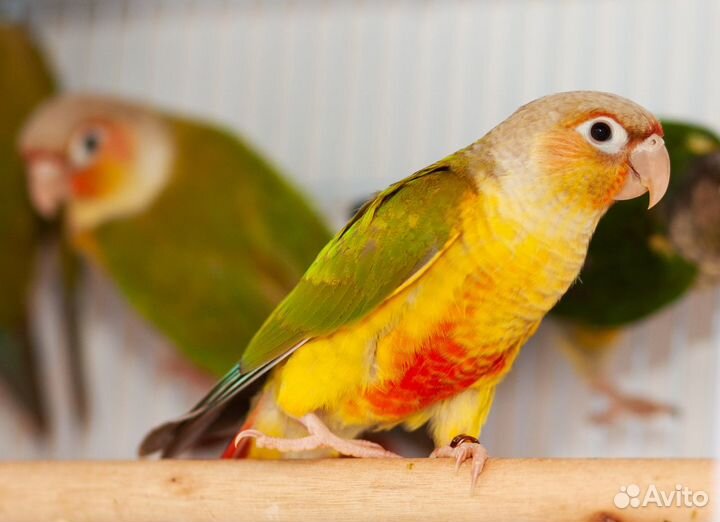 Пиррура Pineapple птенцы