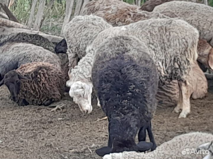 Баранина живым весом