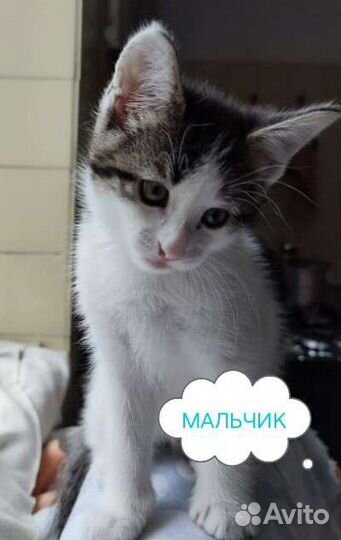 Котята 2.5 месяца в добрые руки