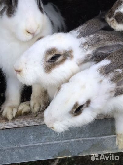 Петухи,кролики