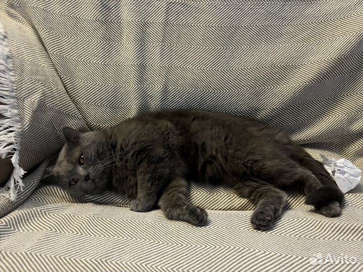Котята в добрые руки бесплатно