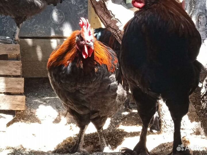 Петухи марана ч/медного, яйцо виандота серебро