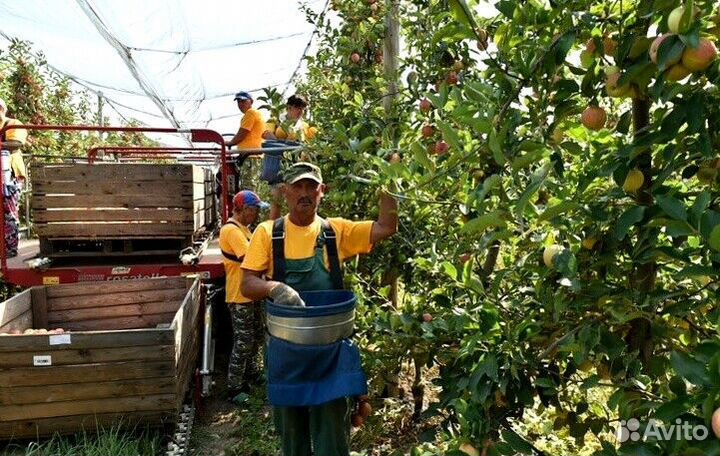 Сборщик яблок вахта