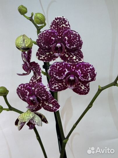 Орхидея фаленопсис