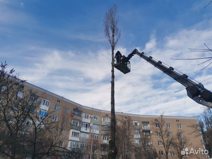 Спил деревьев